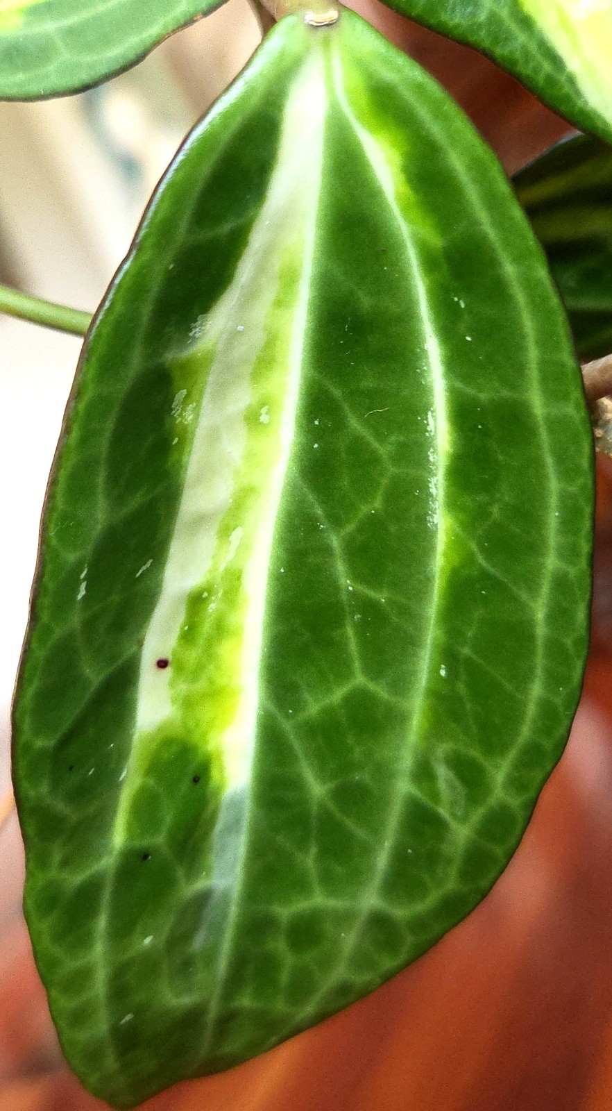 Rare Reverse Variegated Hoya Latifolia 24″ Tall Not Monstera Philodendron Aroid