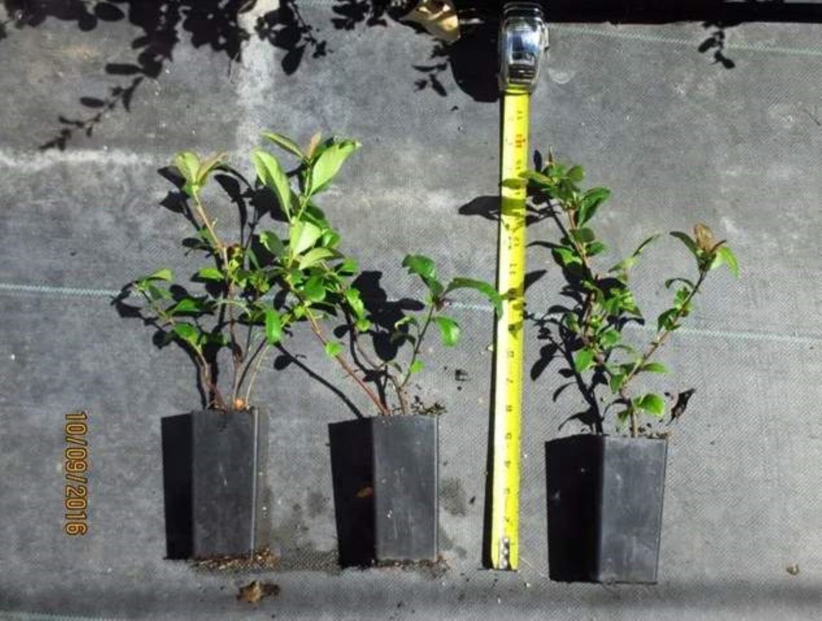 Chaenomeles Speciosa “Cameo” (Peach Flowering Quince) Rooted Plant