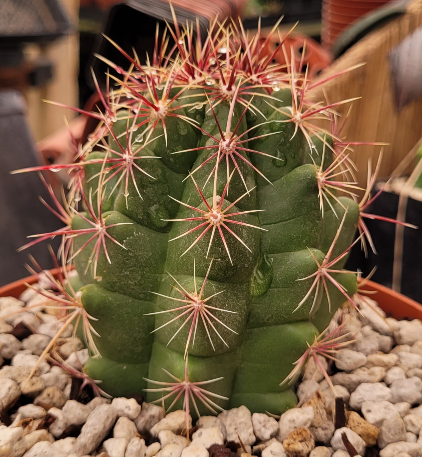 Thelocactus Bicolor Var. Pottsii “Glory Of Texas” 2.75″ Tall – Bare Root