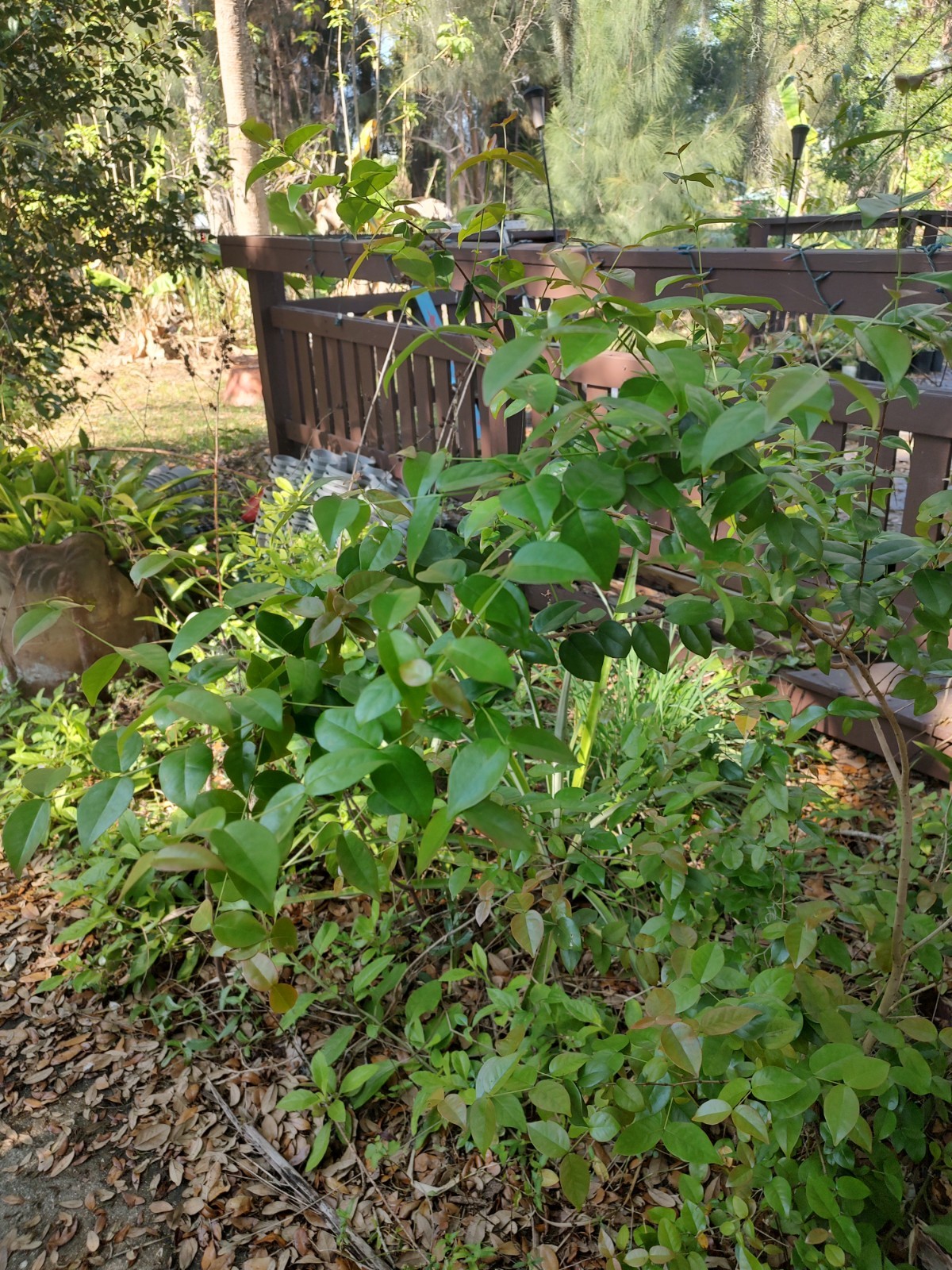 Surinam Cherry trees (One Gallon Pot)
