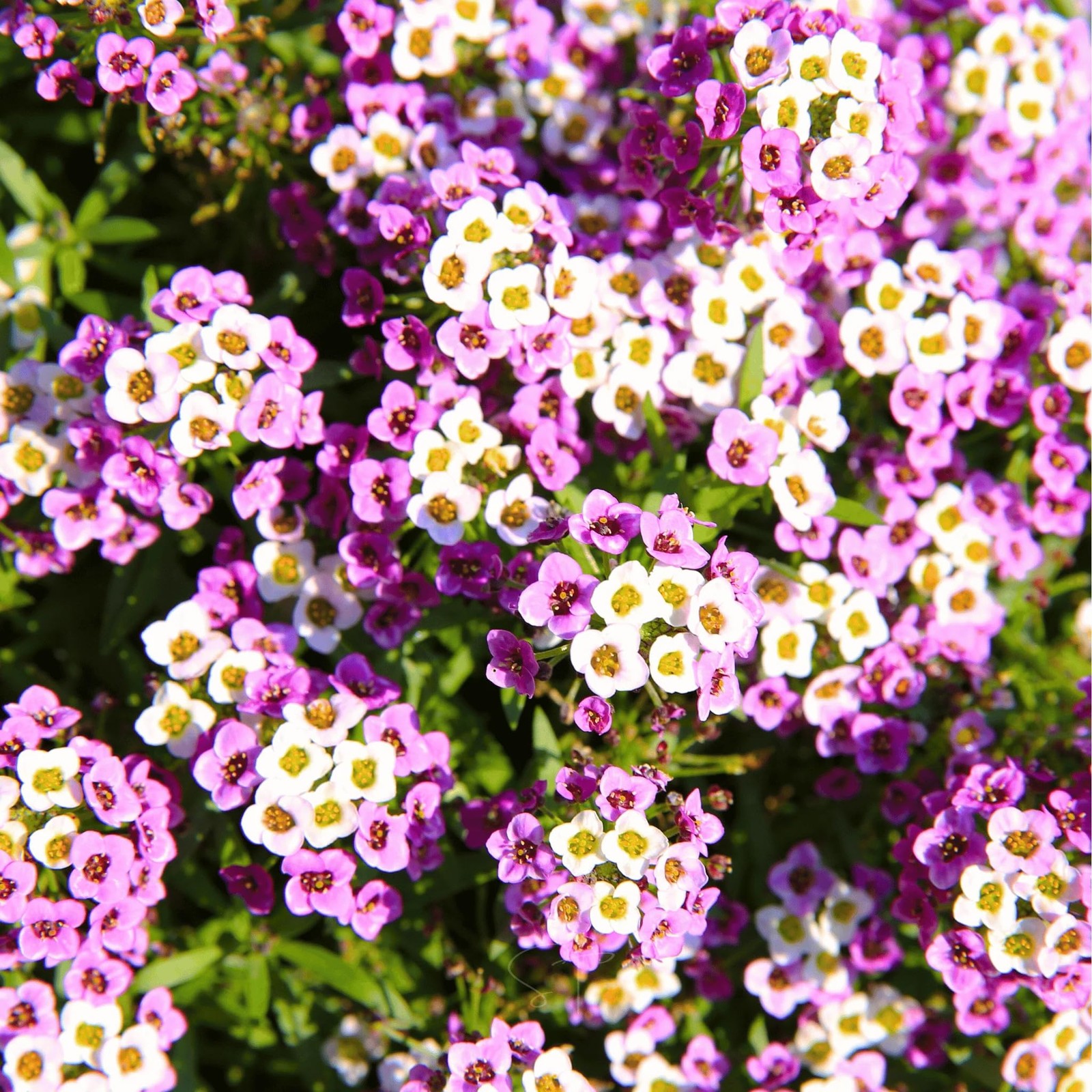 5000+Alyssum Flower Seeds to Plant Outdoor -Perennial Oriental Nights Flower …
