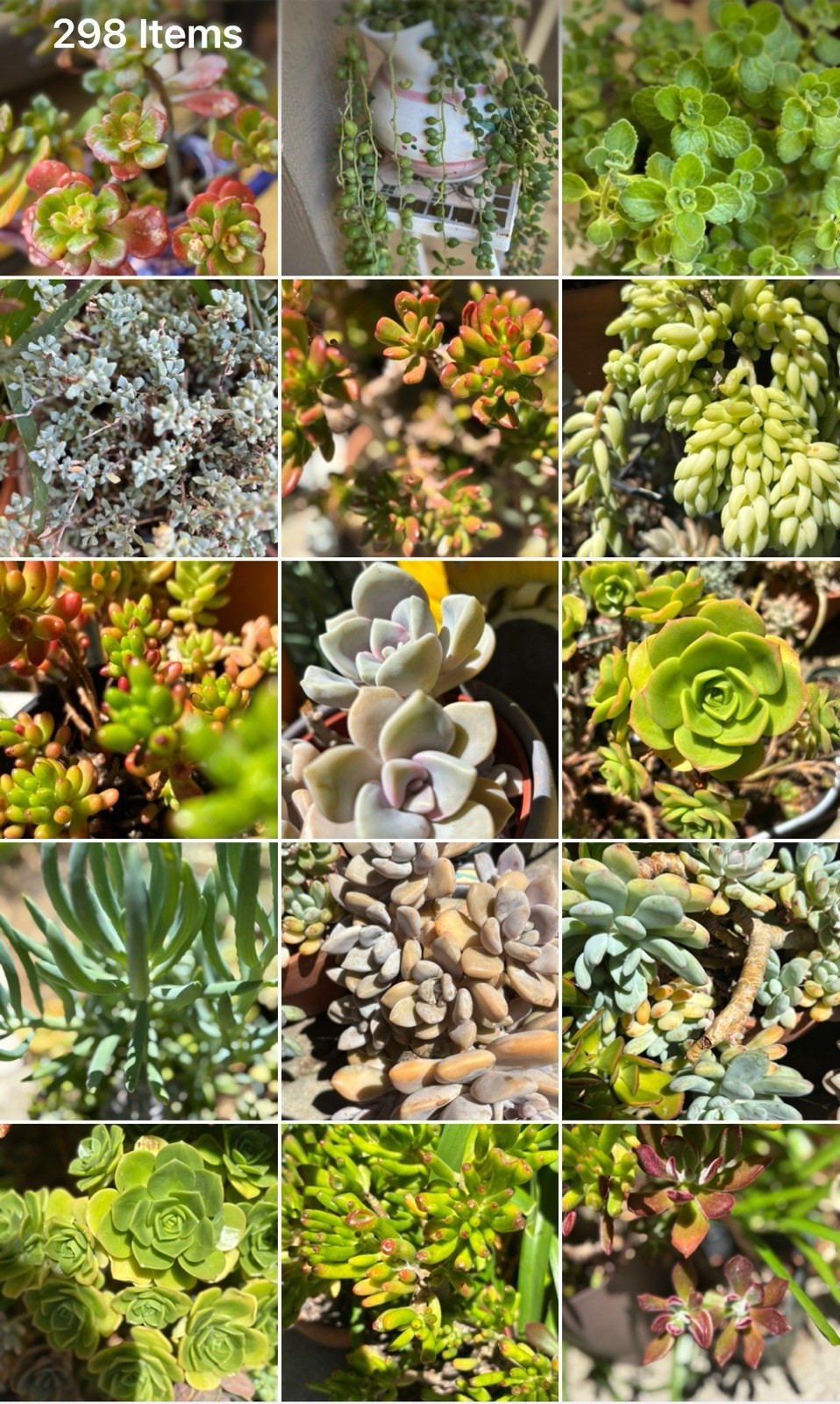 Succulent Cuttings Assorted 25 Beginner Colorful