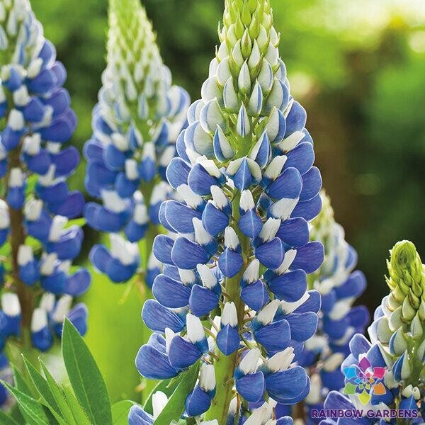 25+ Russell Blue Lupine Seeds for Garden Planting – USA – FREE SHIPPING!