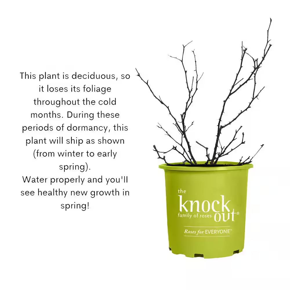 1 Gal. Coral Knock Out Rose Bush with Orange-Pink Flowers and Rich Green Foliage