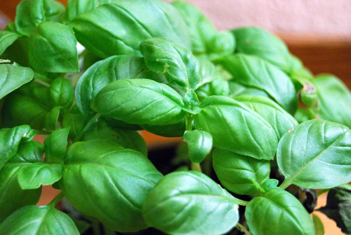 1000 Genovese Basil Seeds Ocimum basilicum Herb Non-GMO