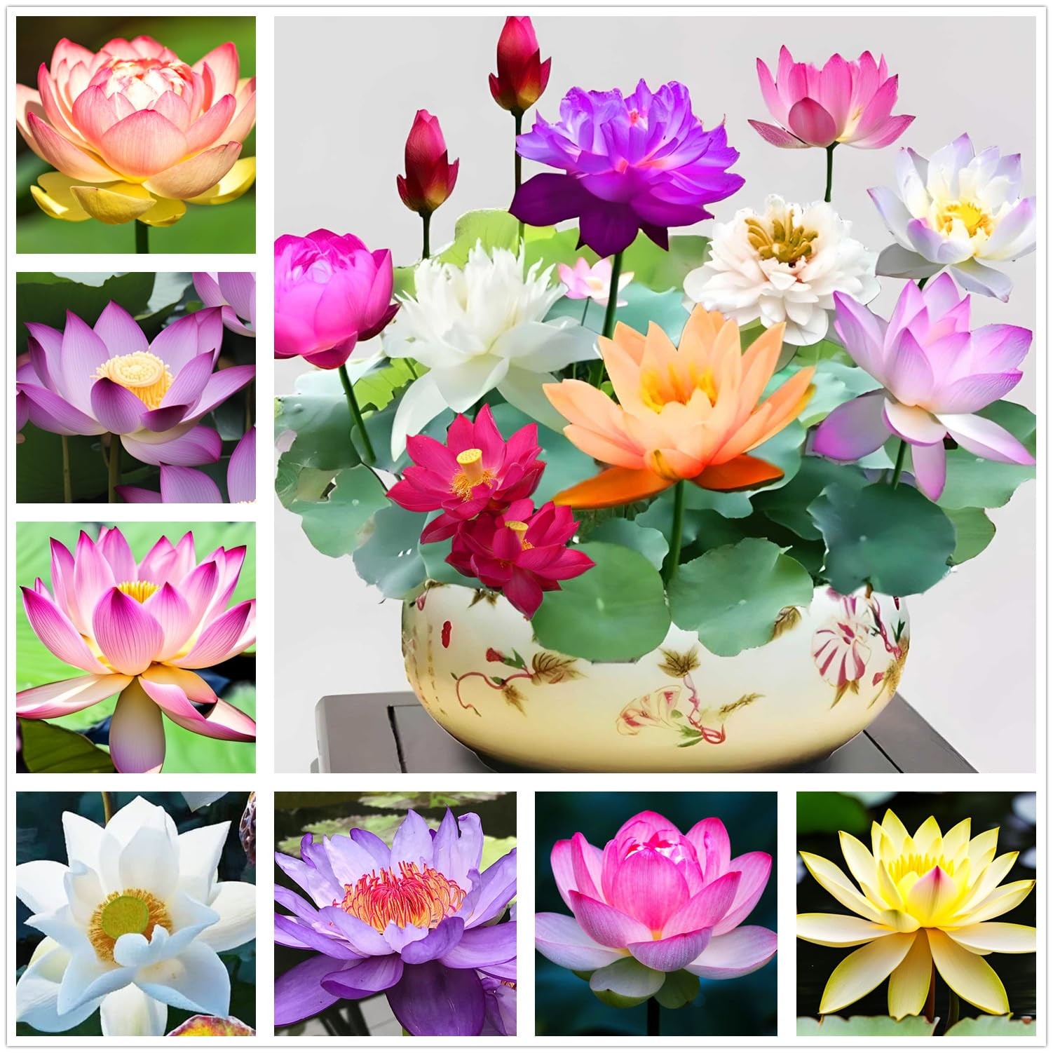 35 Pcs Bonsai Lotus Seeds for Planting Bowl Seeds, Water Lily Pink