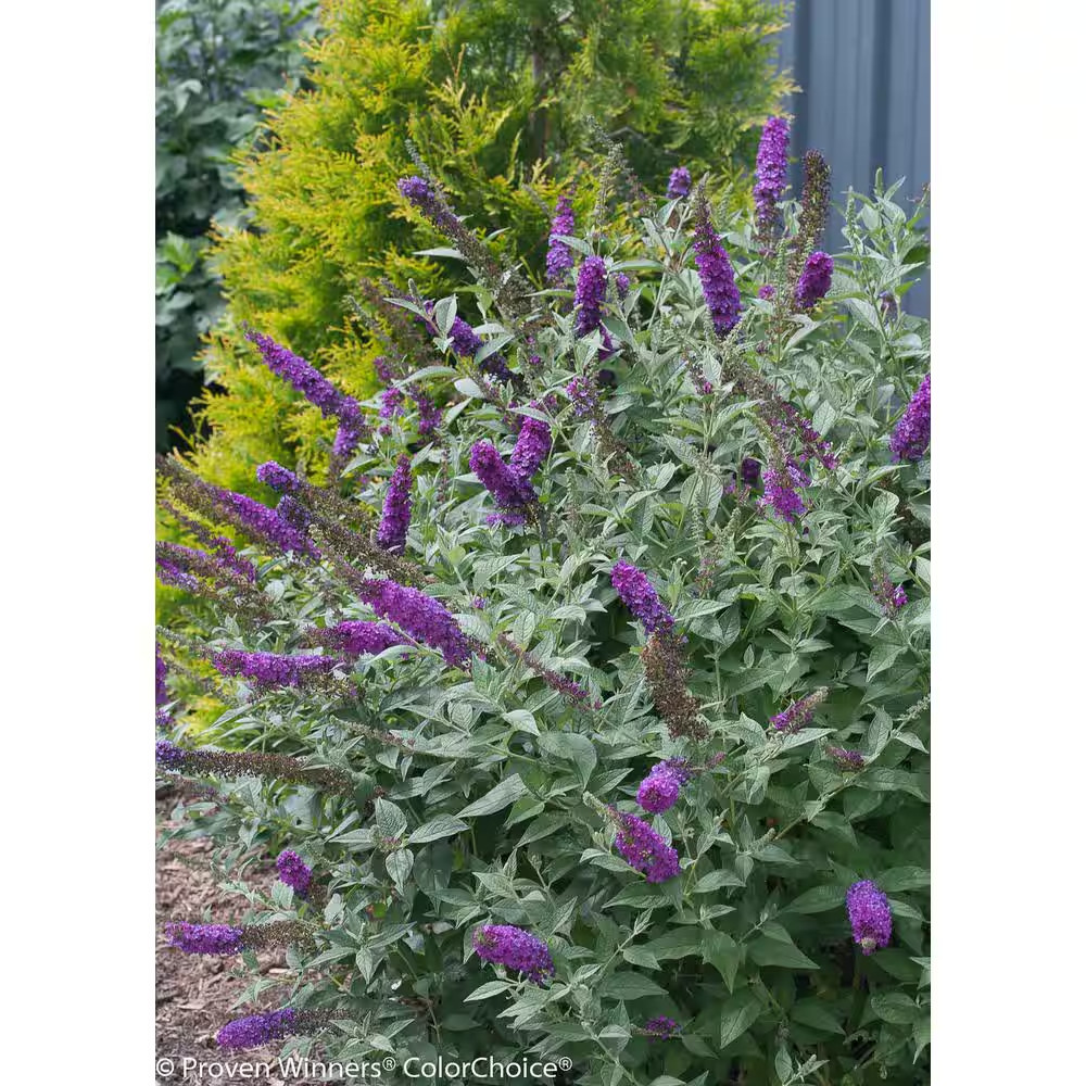 4.5 In. Qt. Miss Violet Butterfly Bush (Buddleia) Live Shrub, Purple Flowers