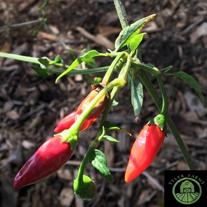 10+ Cerezo Pepper Seeds | Exotic, rare chili, chile similar to Pequin