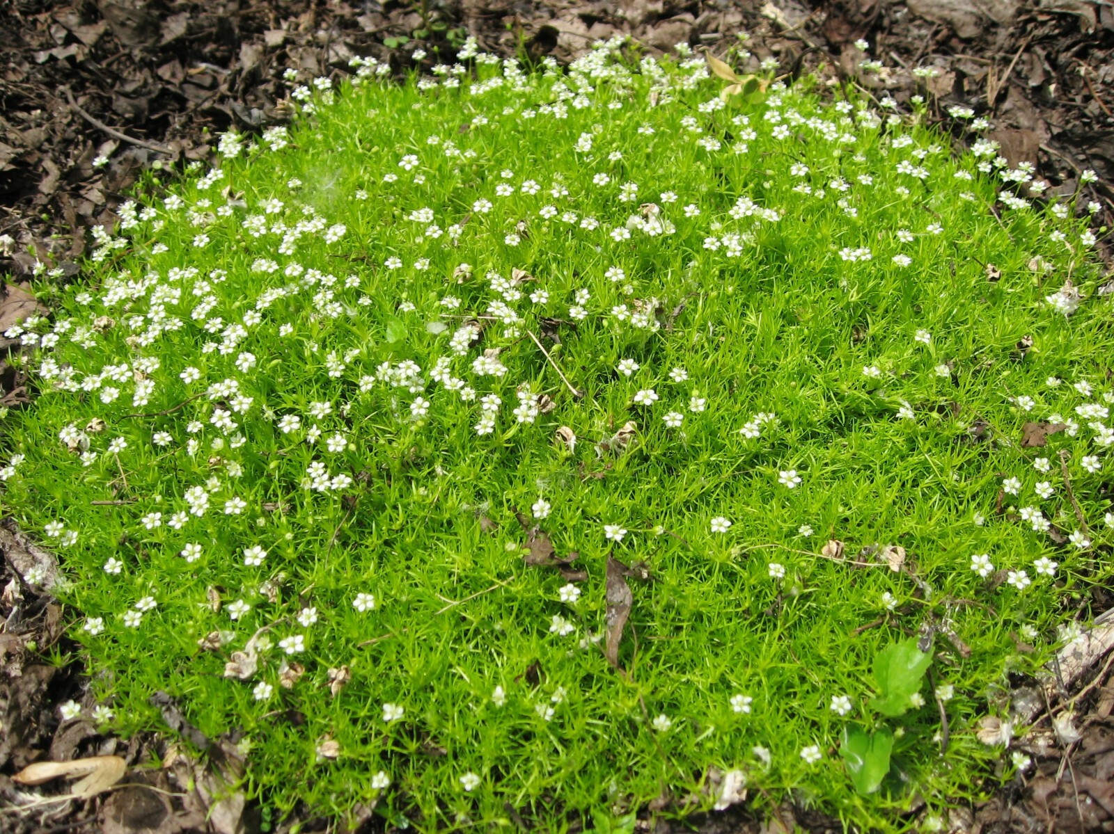 Scotch Moss (Sagina Subulata Aurea) Low-Growing Evergreen Groundcover