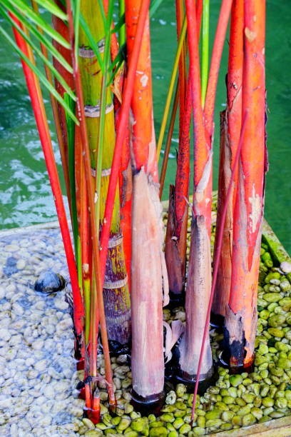 3 Lipstick Palm Tree Seeds