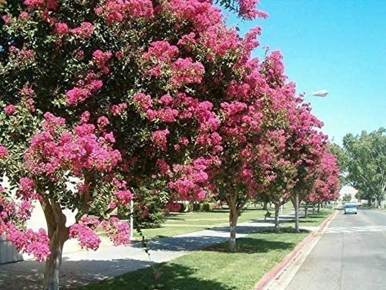HOT!! – 50 Mixed Crepe Myrtle Lagerstroemia Tree Shrub Crape Red Pink Purple Flo