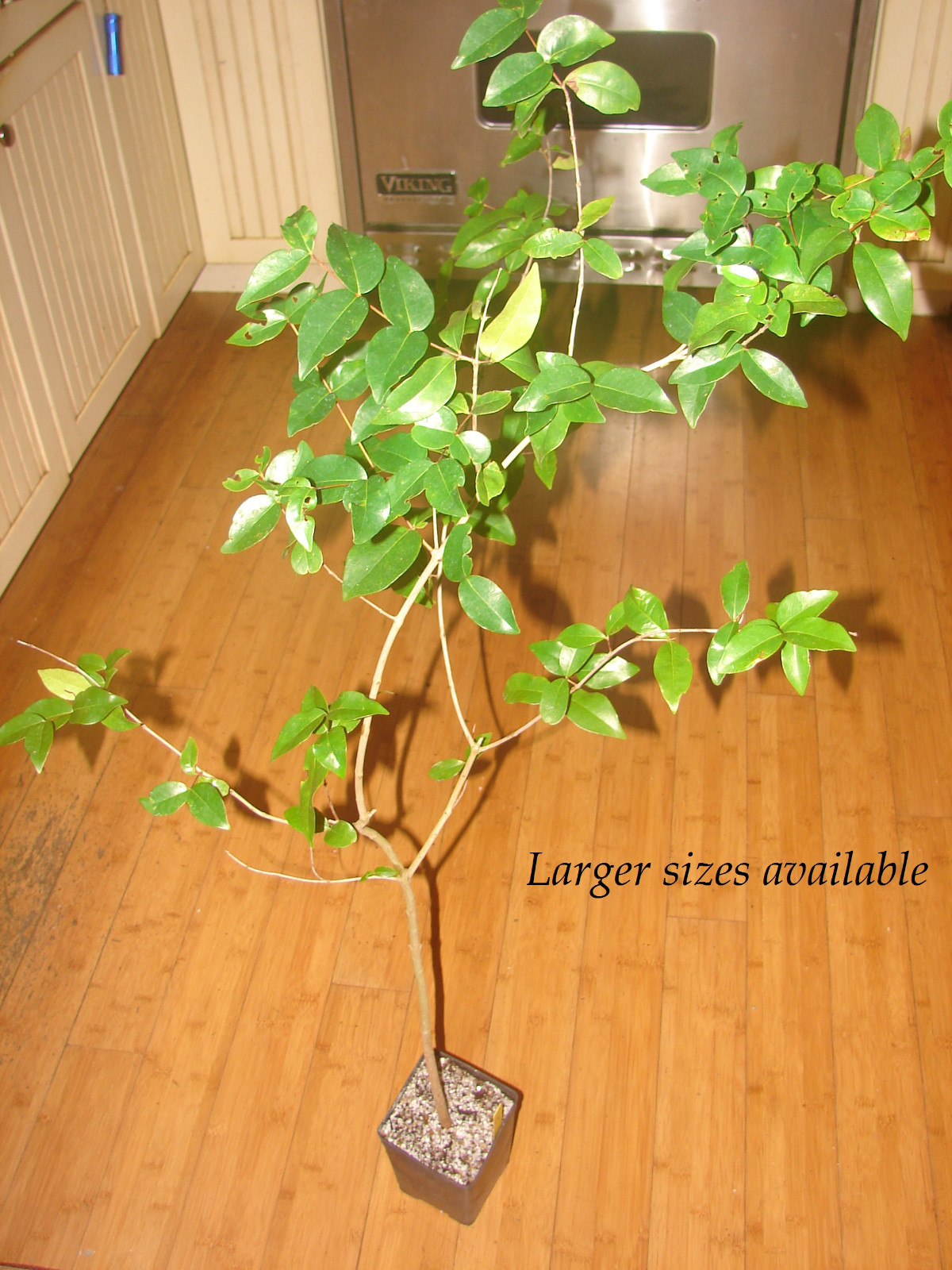 ~BLACK STAR~ cv Surinam Cherry Fruit Tree Eugenia uniflora Live potd 2-3ft Plant