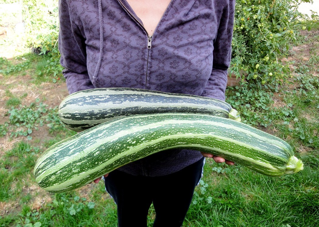 COLLARDS -2500 Vates NON-GMO Heirloom Seeds. Prepare for your FALL CROP !