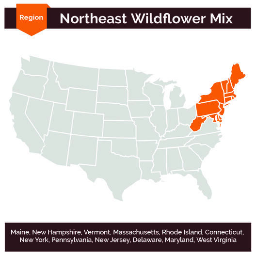 Wildflower Mix NORTHEAST Regional 25 Species Non-GMO w/Perennials USA 500 Seeds