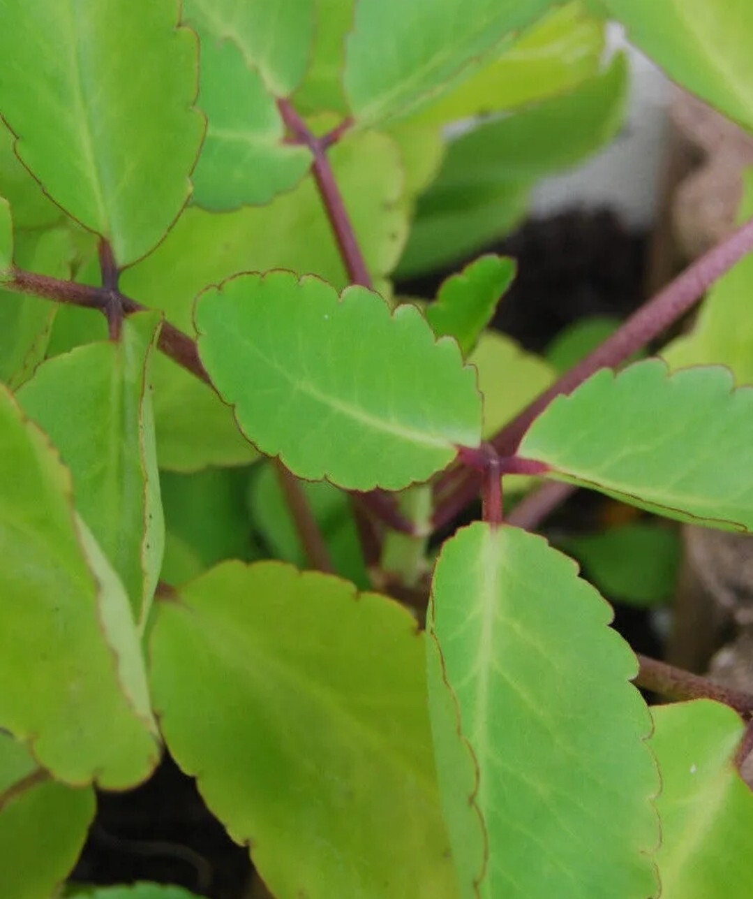 RARE KALANCHOE PINNATA miracle leaf air plants Bryophyllum Pinnatum 4″ plant