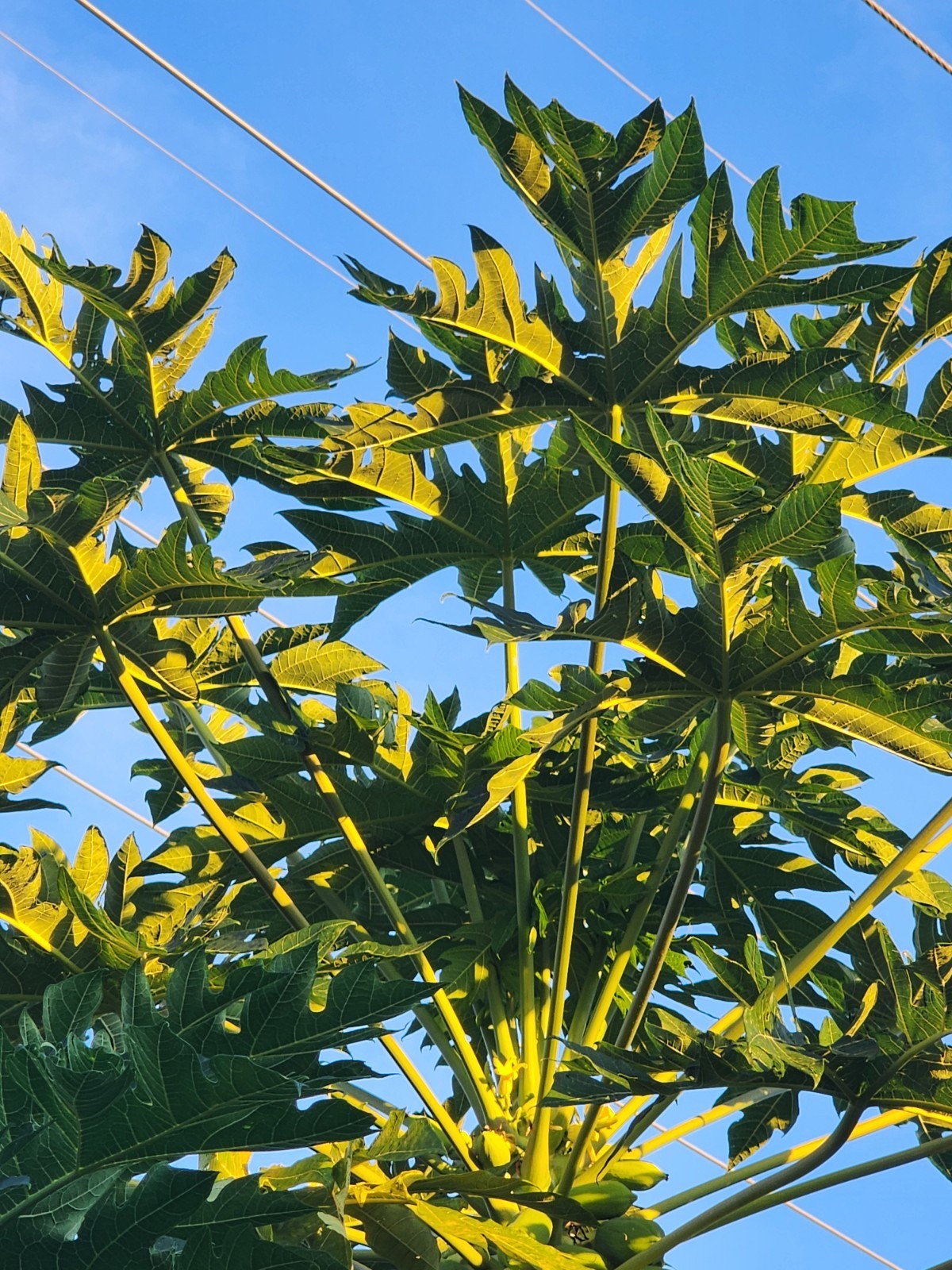 Kapoho Solo Papaya 6”–10” Live Hawaiian Plant | Sweet Golden Fruit – Organic USA