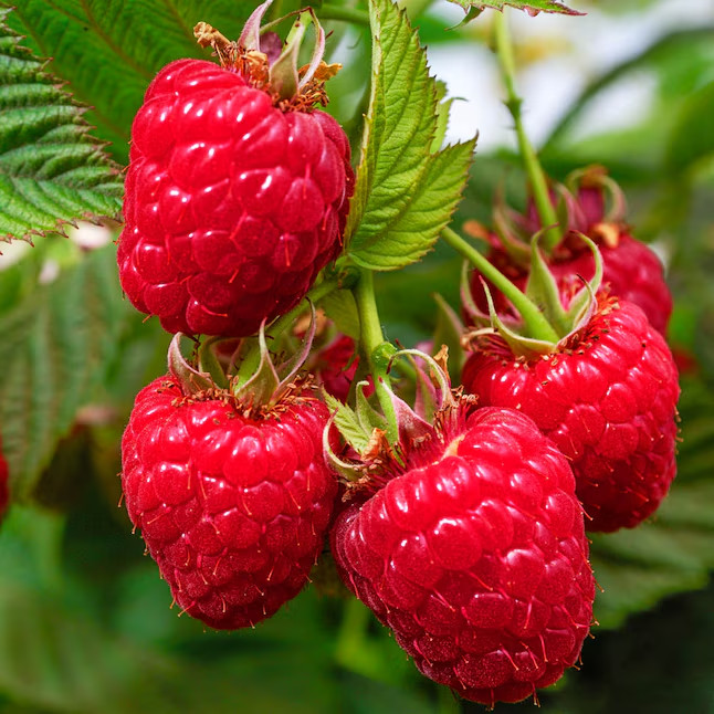 1 Gallons Willamette Raspberry Plant 1.0 -Pack