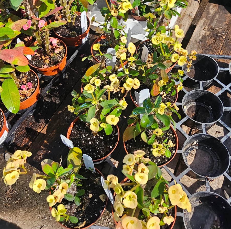 Yellow Crown of Thorns – Euphorbia milii Floral Yellow – Live Plant in 4″ Pot