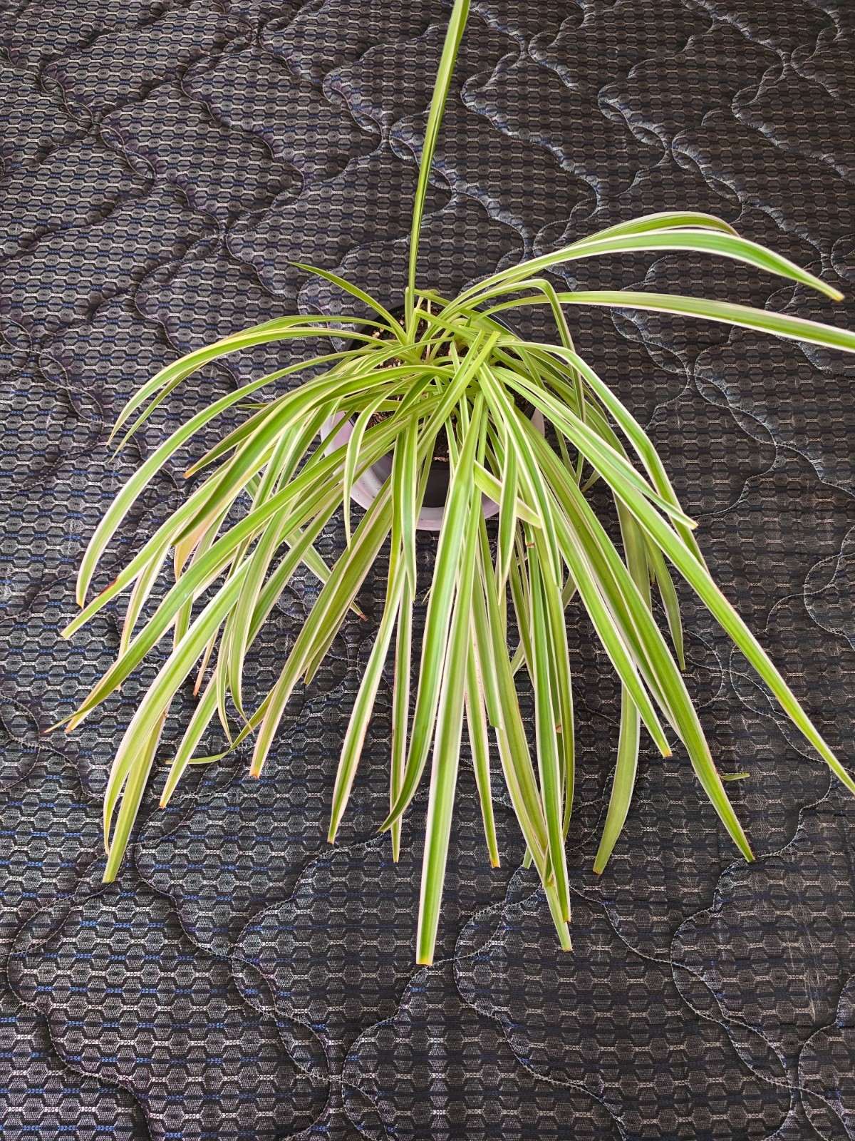 Chlorophytum Comosum “Irish”, 6”, Live Plant, Spider Plant