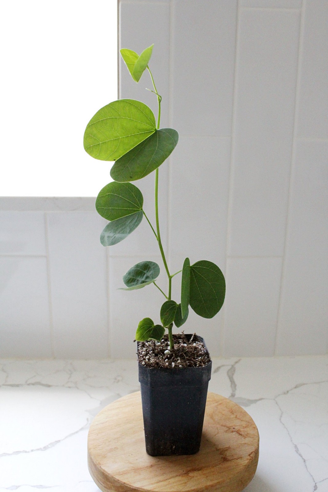 Orchid Tree – Flowering Garden Starter Tree