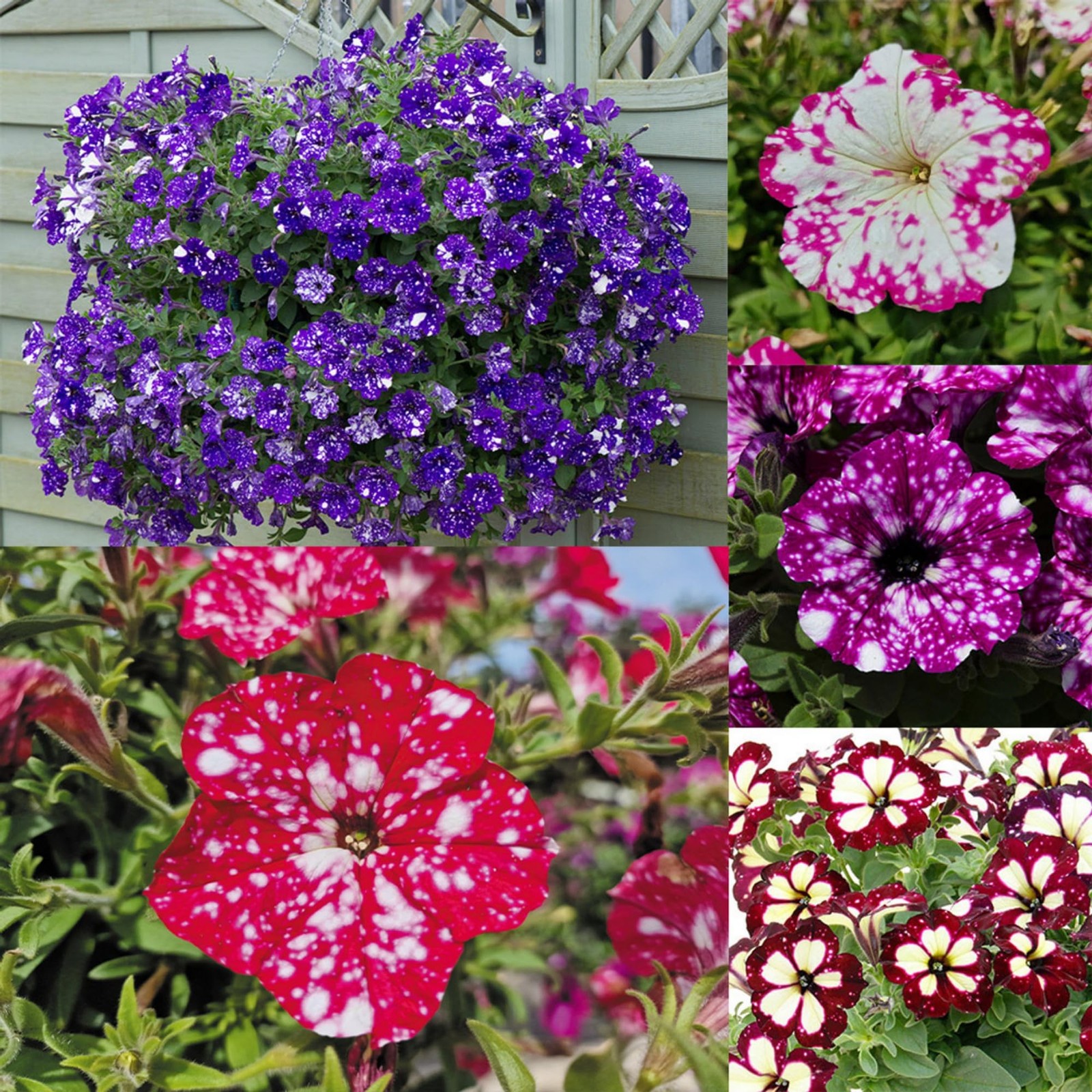 1000+ Mixed Petunia Seeds for Planting – Dwarf Wave Flower