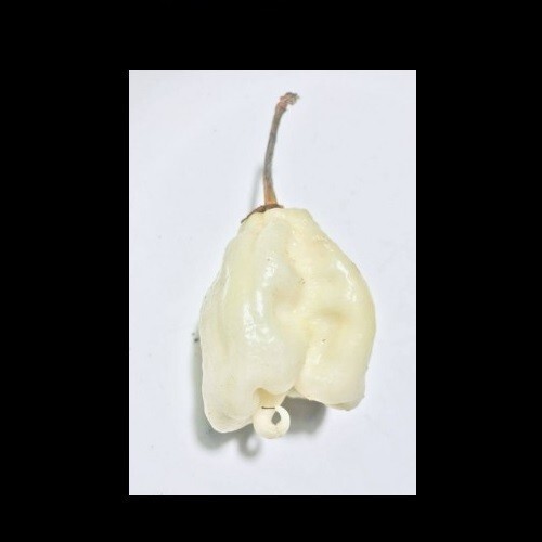 WHITE Carolina Reaper 5 Seeds SUPER RARE!!! Hot chili pepper world record