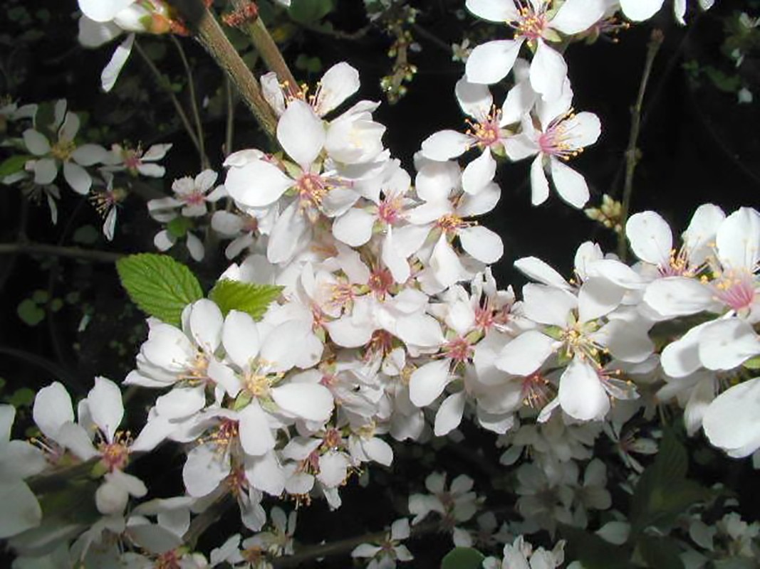 Nanking Cherry, Prunus tomentosa, Shrub Seeds (Edible, Hardy, Fast)