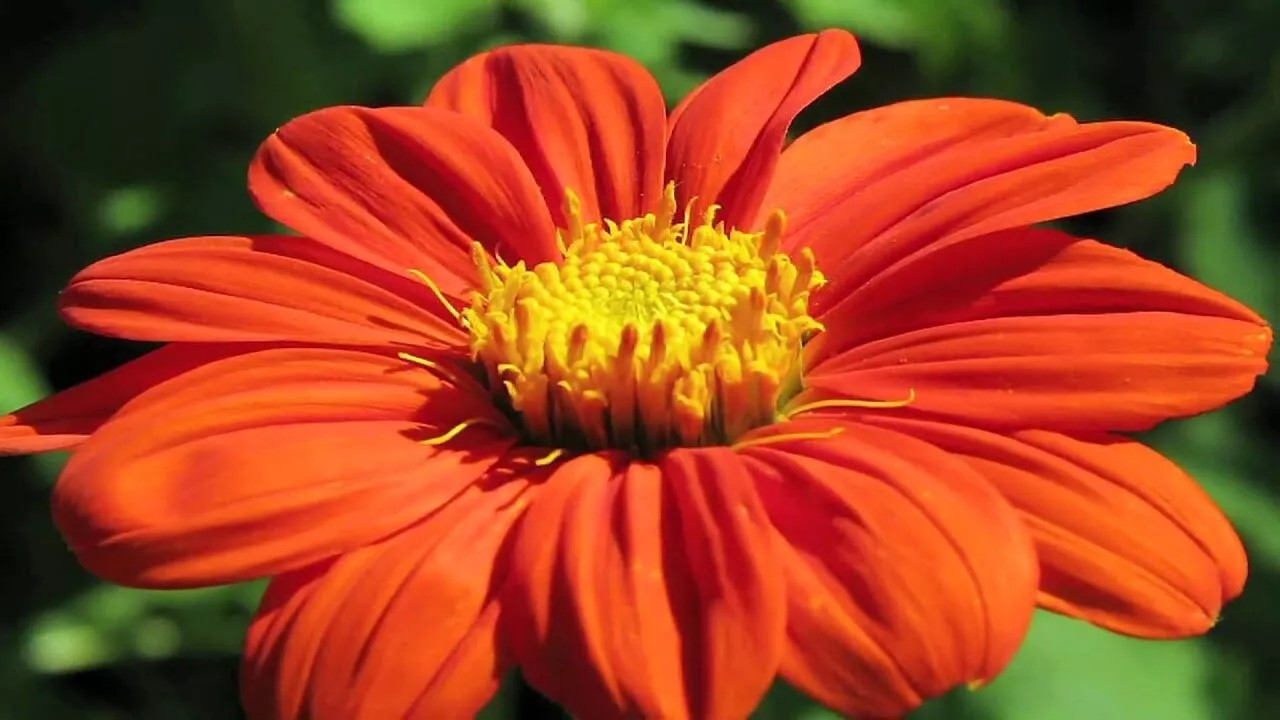 200+ MEXICAN TORCH SUNFLOWER SEEDS – Bees Butterflies Hummingbirds ——- FRESH