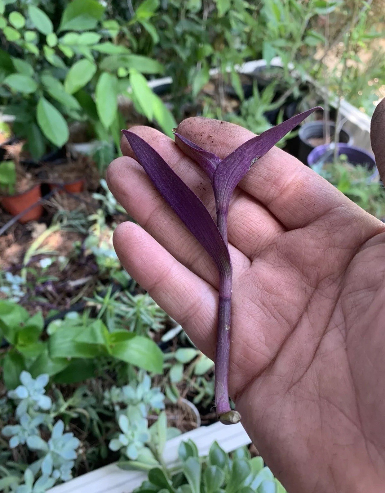2 Purple Heart, Elephant Bush X 5, And 3 Spider Plant Lot.