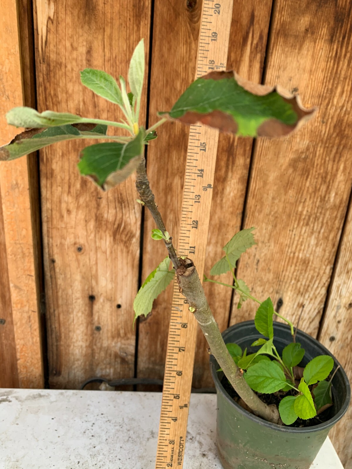 5 Anna Apple STICK CUTTINGS with BUD for GRAFTING or Planting