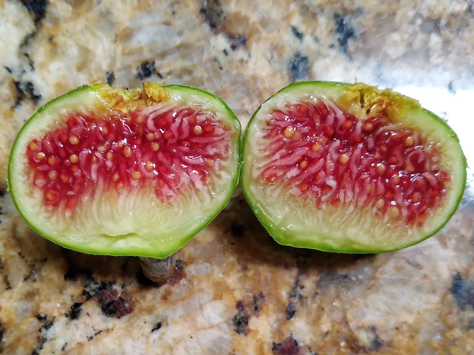 Fresh Fig Tree Cuttings – Select Variety – Many Top Tier Figs to Choose From