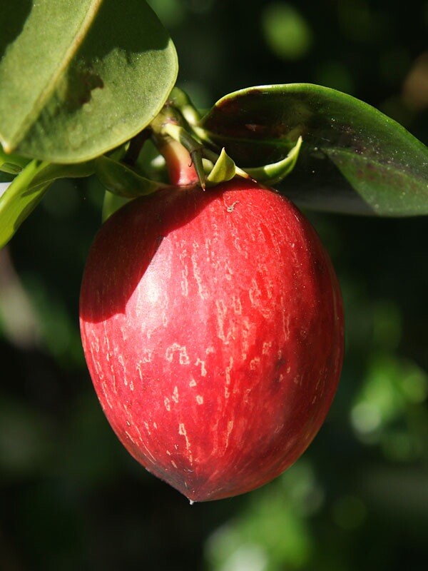 Natal Plum, Carissa Macrocarpa – 20 Seeds 2023 – USA seller