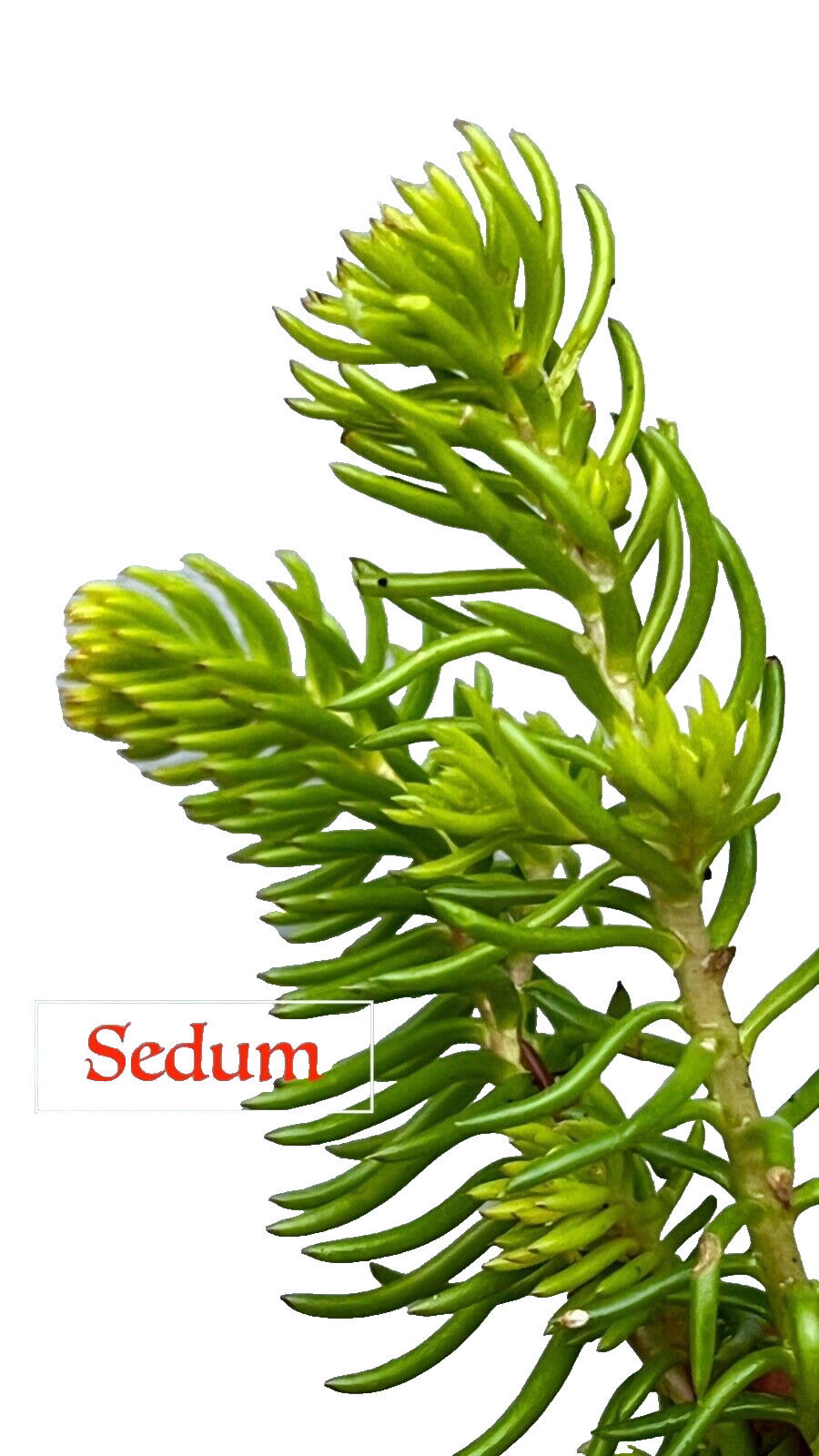 30 Sedum “Angelina Stonecrop Ground Cover Plants Cuttings Free Shipping