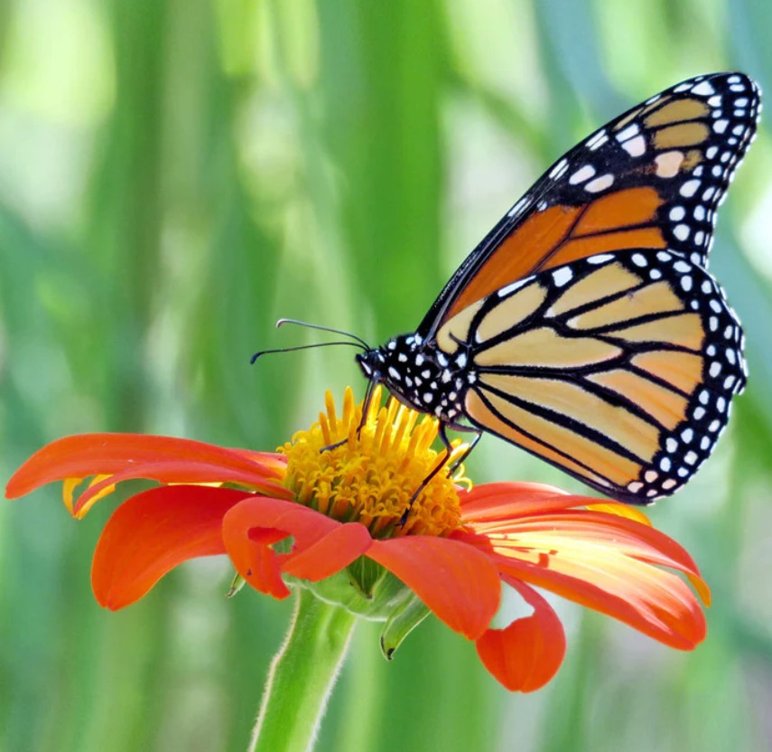 Tithonia FIESTA DEL SOL DWARF AAS Winner Benary Mexican Sunflower 20 Seeds