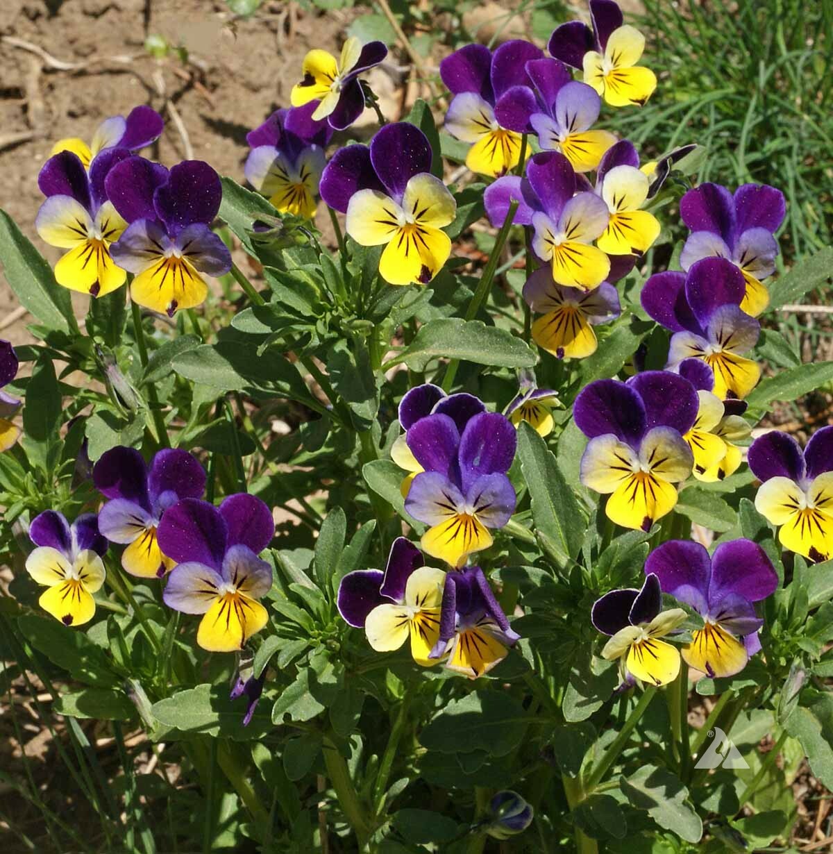 Wildflower Mix LOW GROWING Short Flowers w/ Perennials USA Non-GMO 1000+ Seeds!