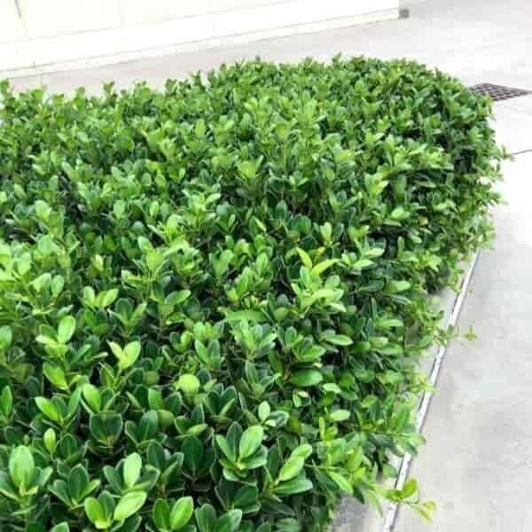 Green Island Ficus | Live Plants | Ficus Microcarpa | Lush Indoor/Outdoor…