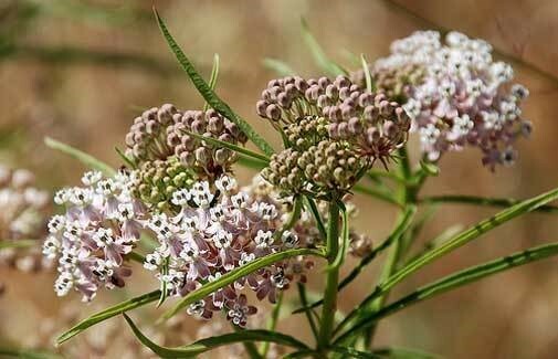 Asclepias fascicularis | Mexican Whorled Narrow Leaf Milkweed | 50_Seeds