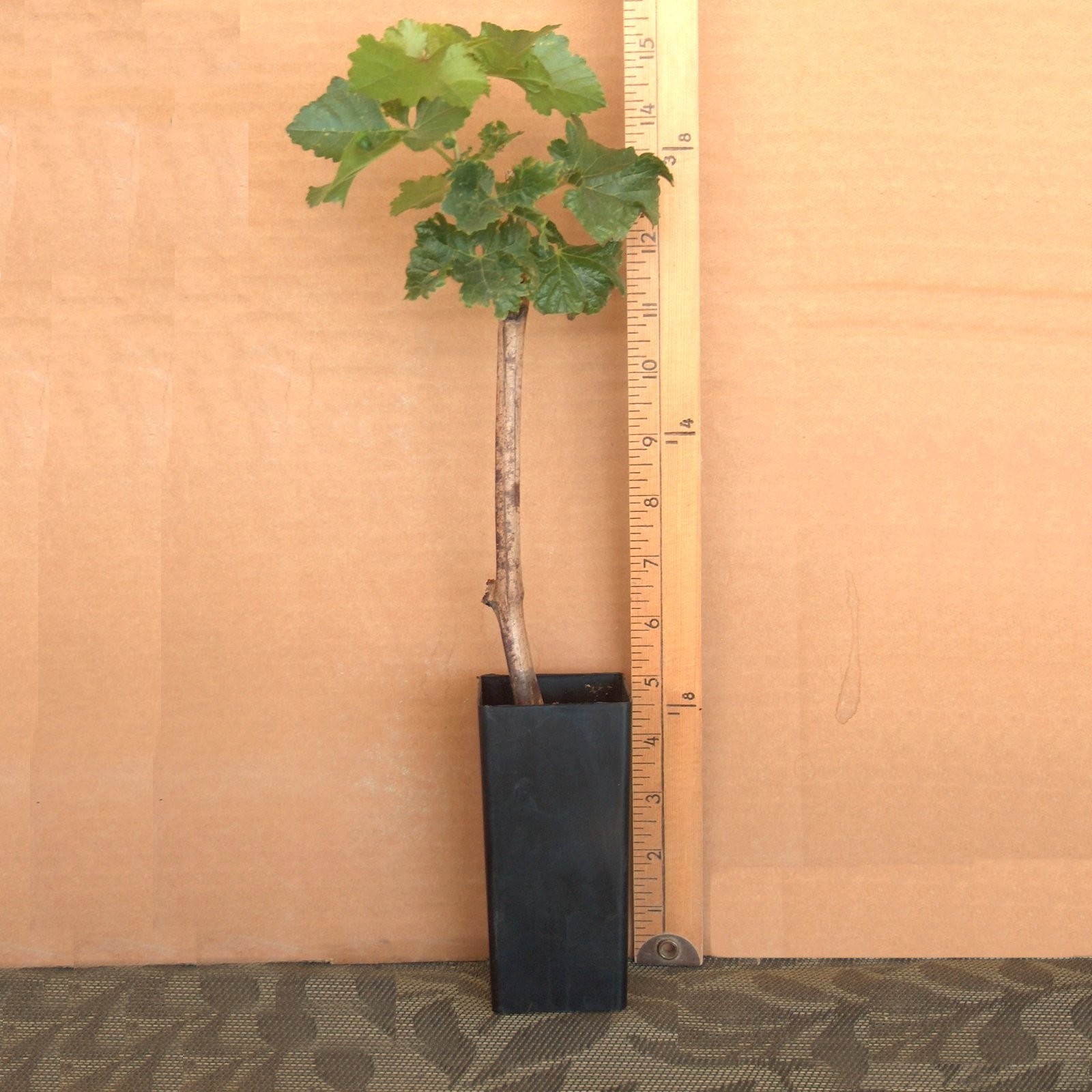 T310A (1) Crimson Vine In Pot Plant Large Oval Red Seedless Table Grape Raisin
