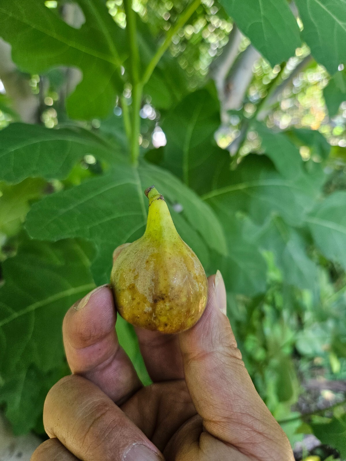 Smith Fig – 2 Cuttings – PLUS WILLOW WATER FOR ROOTING!! – Free Shipping