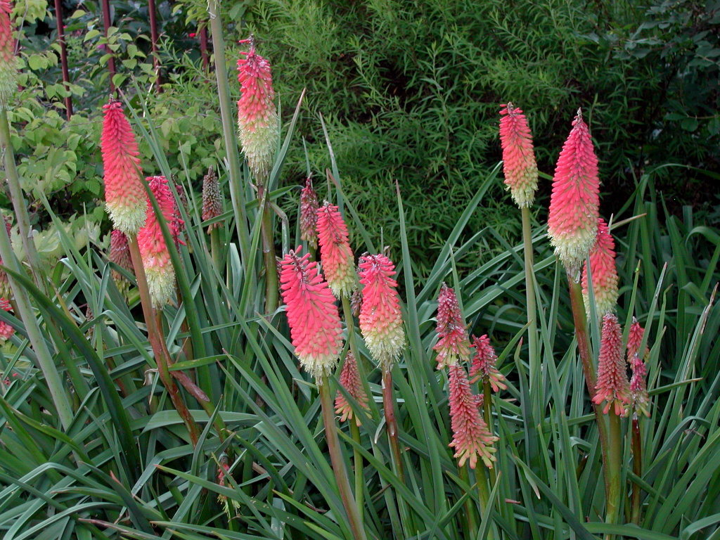 Kniphofia uvaria RED HOT POKER Seeds!