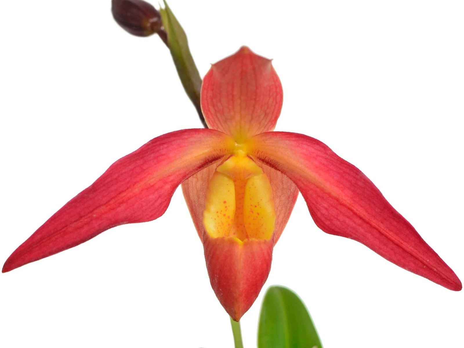 Phragmipedium Eric Young Orange Yellow Pink NBS Orchid New Import 4” RePot