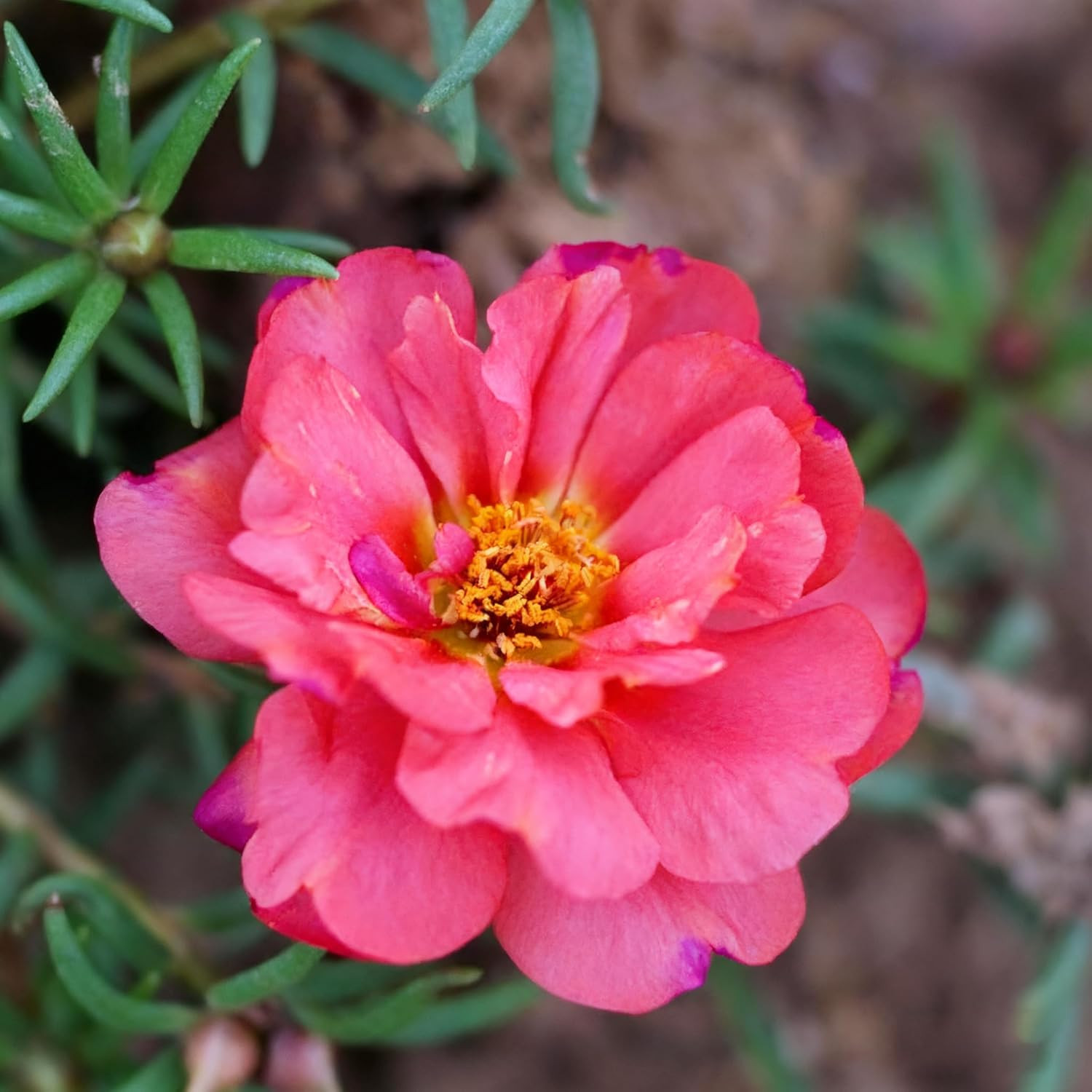 Mixed Color Portulaca Grandiflora Seeds, 10000 Double Moss Rose Seeds for Planti