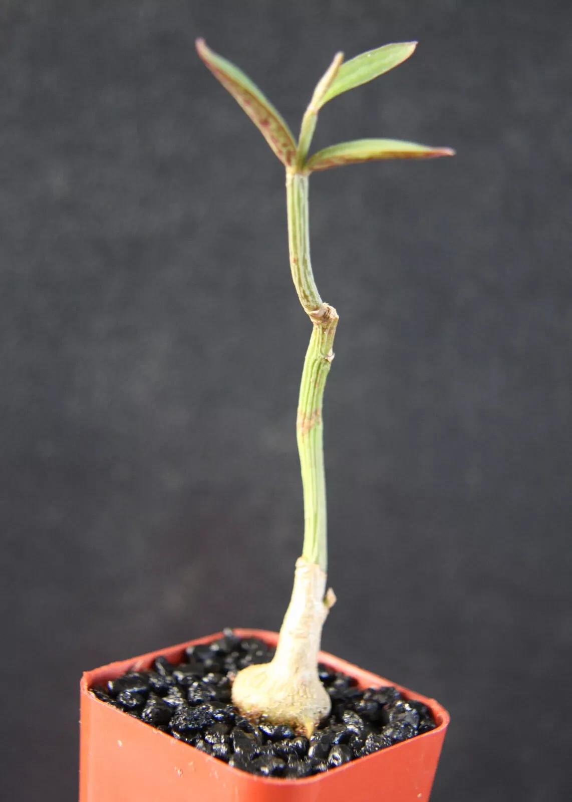 Monadenium montanum var. rubellum SEEDLING caudex 2″ rooted plant cutting