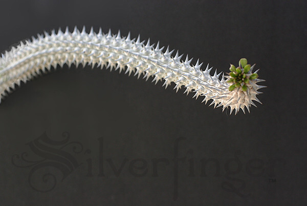 • Alluaudia Procera — Madagascar Ocotillo — NOT SEEDS! : HEALTHY LIVE PLANTS