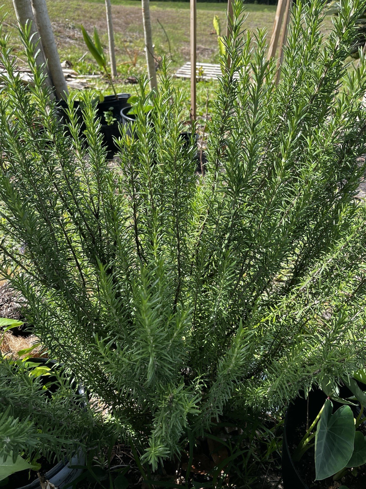 2 Rosemary Cuttings, Live Plants, 5-8” Rooted BARE ROOT