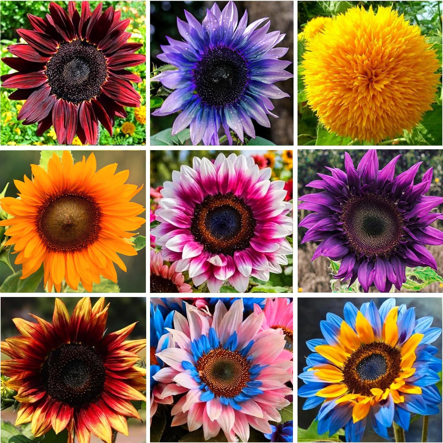 Mixed Varity Sunflower Seeds for Planting – 200+ Heirloom Non-GMO Giant Red P…