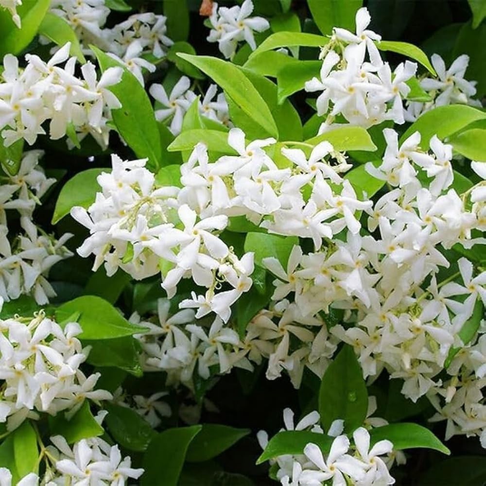 100+ Climbing Jasmine Flower Seeds Fragrant Plant for Planting Garden Home Four