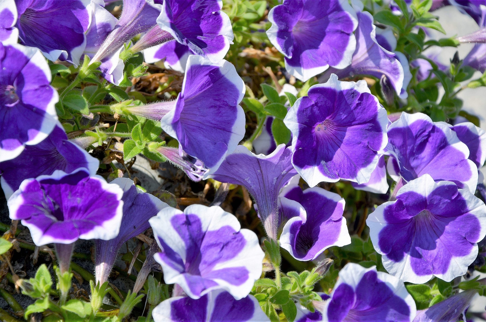 50 PICOTEE PETUNIA Multiflora Mixed Colors Bicolor Blue Purple Red Flower Seeds