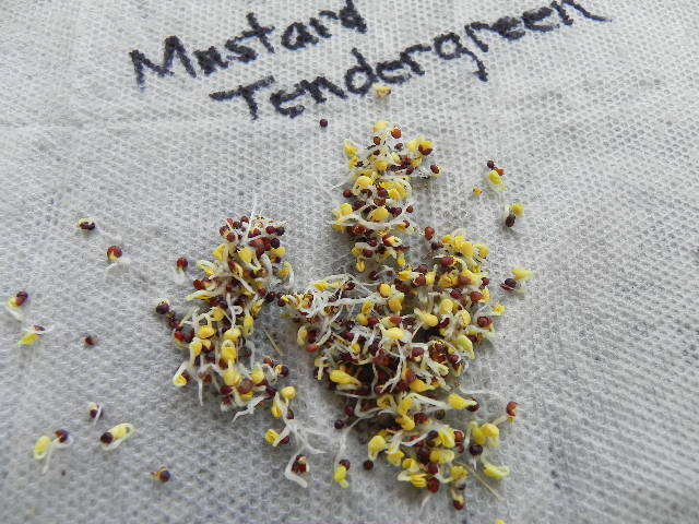 600+TENDERGREEN MUSTARD Seeds Organic Spring Fall Garden Container Greens Easy