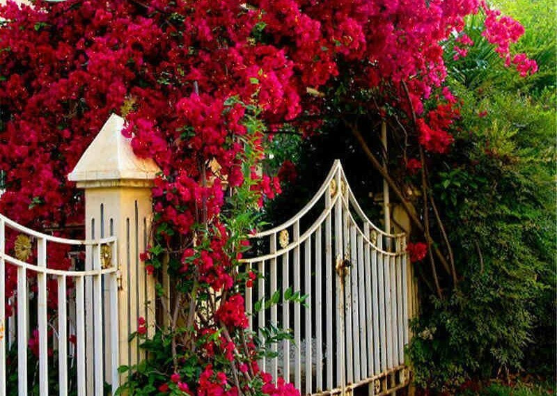 Well Rooted**DOUBLE RED**Live Bougainvillea starter/plug plant**RARE HTF**USA**
